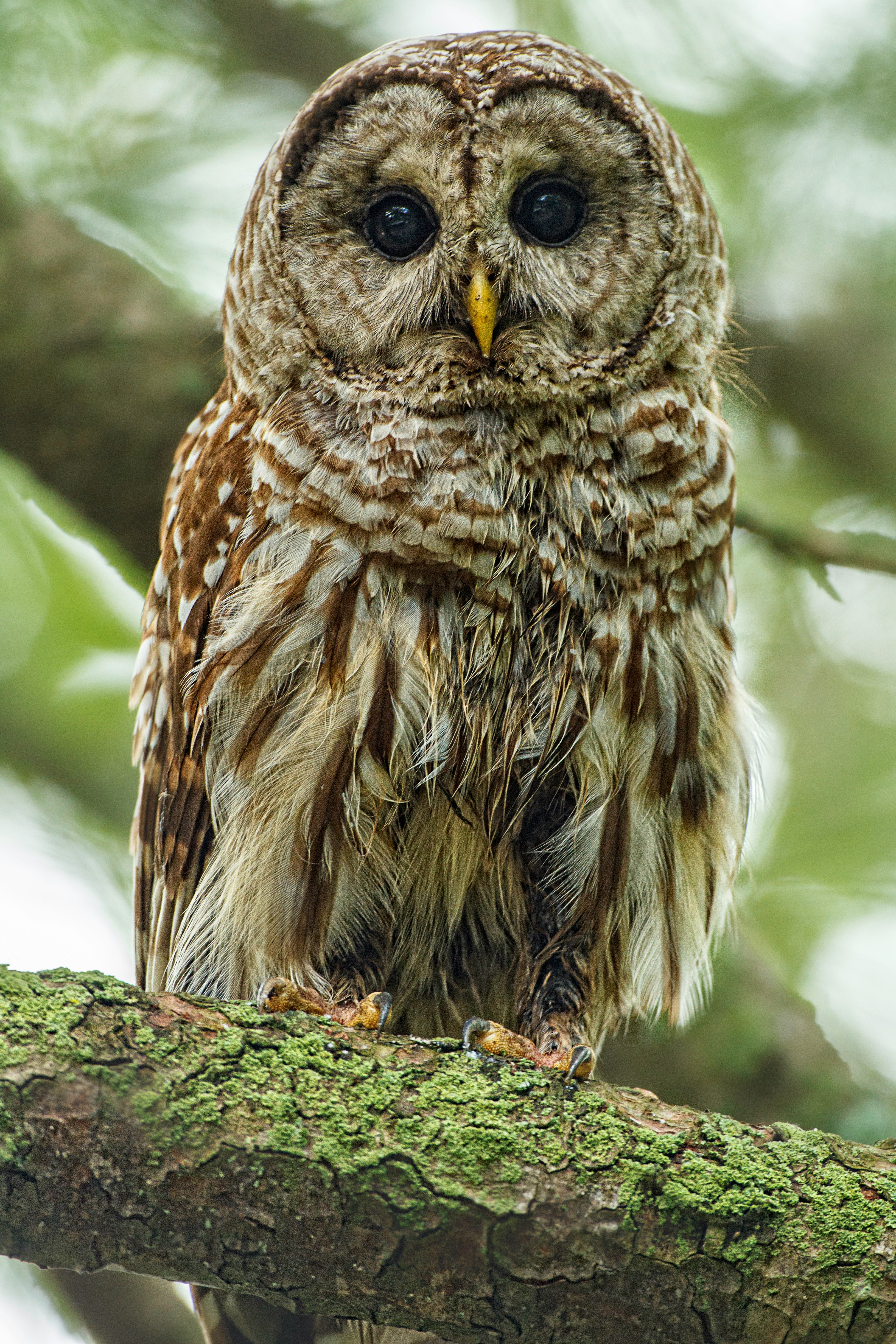 focus photo of brown and white owl